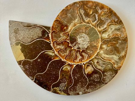 Ammonite - Cymatoceras For Sale